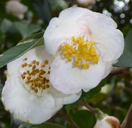 Fragrant Fairies Sasanqua Camellia, Camellia 'Fragrant Fairies'